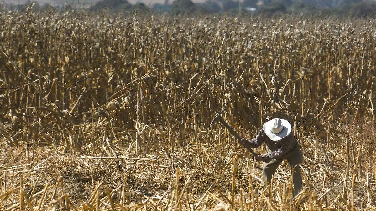 Agricultores en México